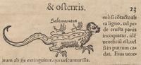 Lykosthenes' Salamander