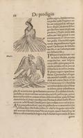 Lykosthenes' Phoenix with Flames full