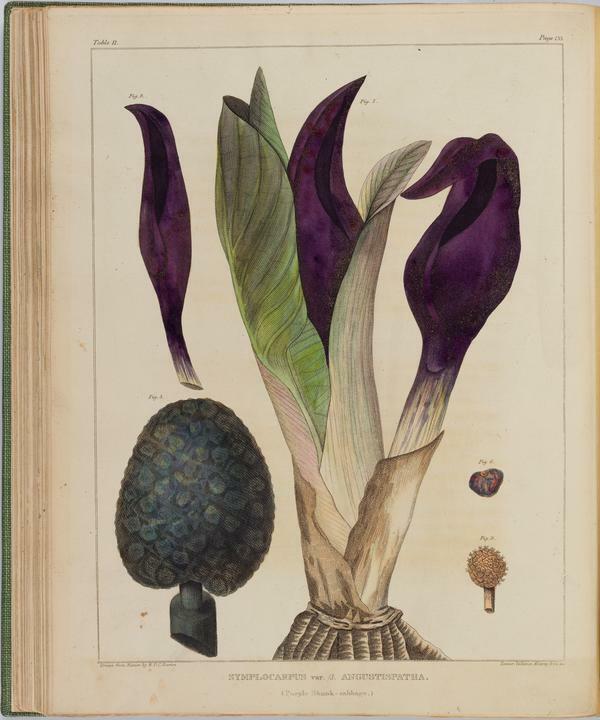 BartonV1_Table 11: Symplocarpus var. β Angustispatha. (Purple Skunk-cabbage.)