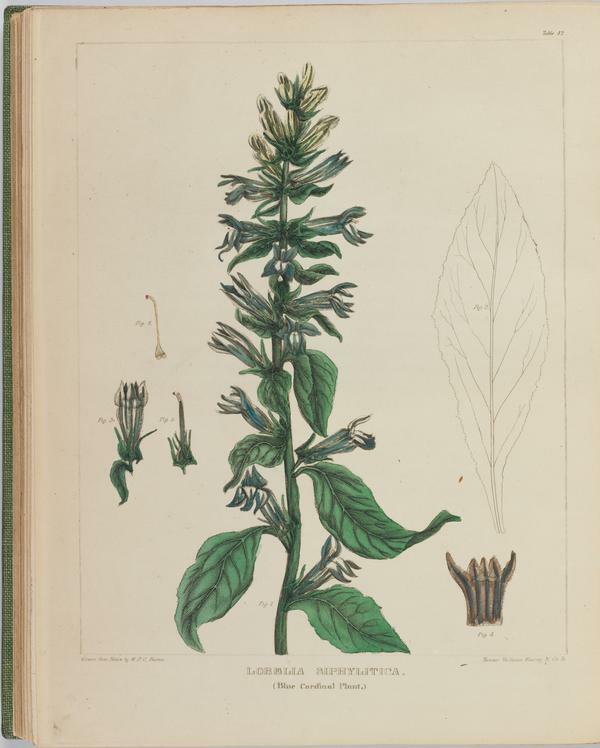 BartonV2_Table 23: Lobelia Siphylitica (Blue Cardinal Plant.)