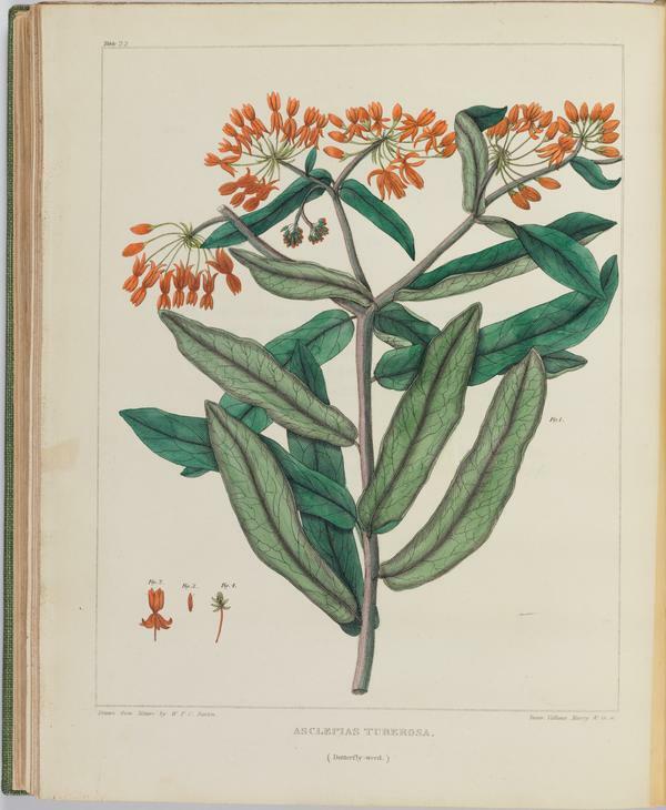 BartonV1_Table 22: Asclepias Tuberosa. (Butterfly-weed)