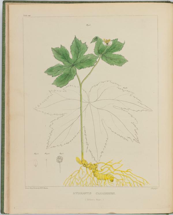 BartonV2_Table 2: Hydratis Canadensis. (Yellow-Root.)