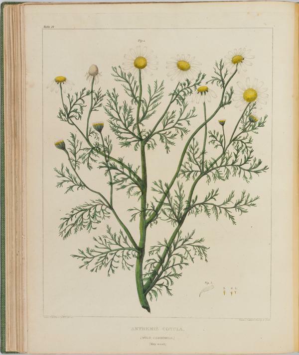 BartonV1_Table 14: Anthemis Cotula (Wild Cammomile.) (May-weed.)