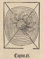 Spider, Hortus Sanitatis