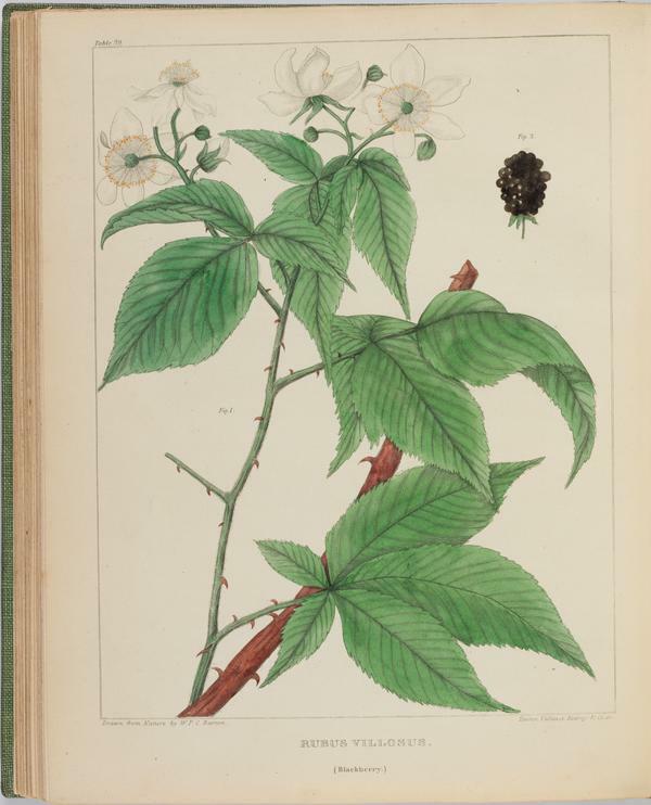 BartonV2_Table 15: Rubus Villosus. (Blackberry.)