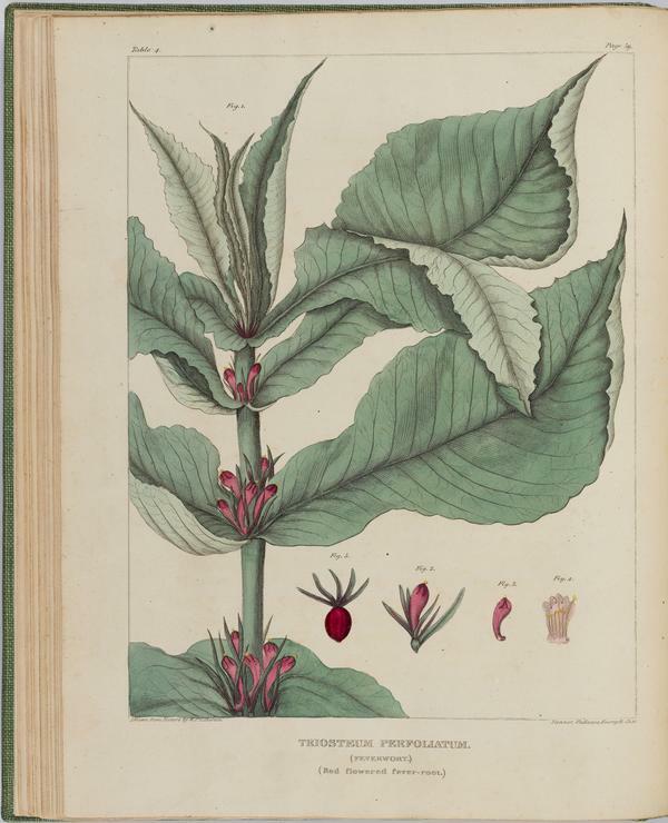 BartonV1_Table 04: Triosteum Perfoliatum (Feverwort.) (Red Flowered fever-root.)