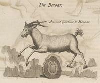 Pomet's Bezoar with Goat