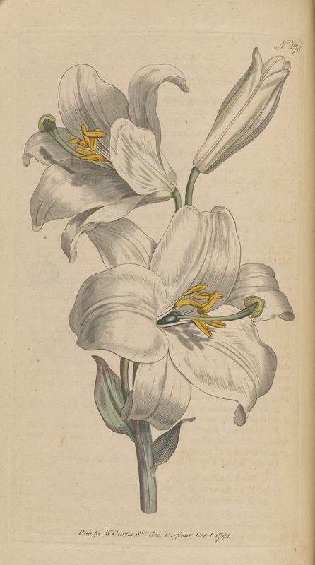 Curtis' White Lily