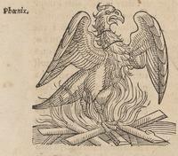 Lykosthenes' Phoenix with Flames