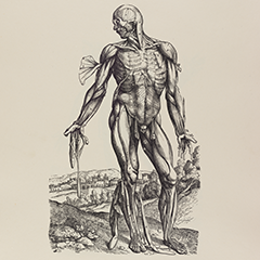 Vesalius’s De humani corporis Fabrica