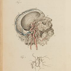 Engravings of the Arteries