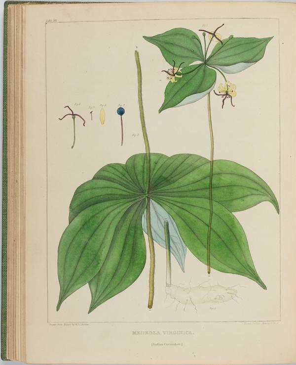 BartonV2_Table 14: Medeola Virginica. (Indian Cucumber.)