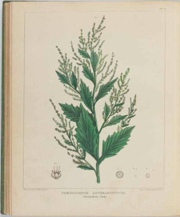 BartonV2_Table 20: Chenopodium Anthelminticum. (Jerusalem Oak.)