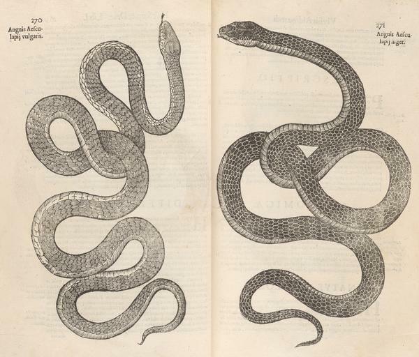 Aldrovandi's Snakes