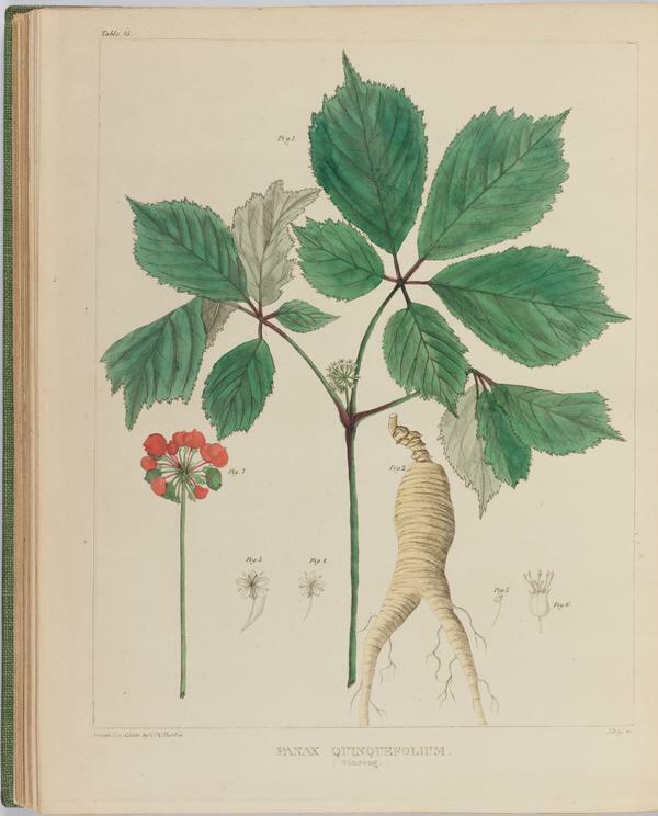 BartonV2_Table 21: Panax Quinquefolium. (Ginseng.)