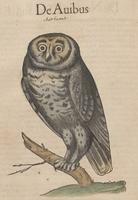 Gessner's Owl