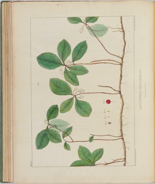 BartonV1_Table 15: Gaultheria Procumbens. (Mountain Tea.)
