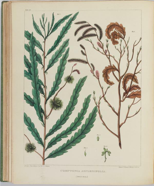 BartonV1_Table 19: Comptonia Asplenifolia. (Sweet-fern.)